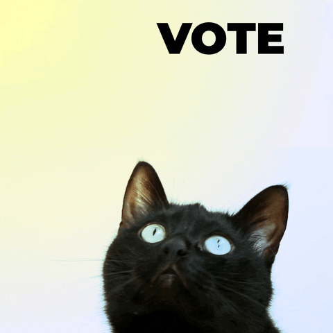 一只蓝眼睛的黑猫在看写着投票的浮动文字